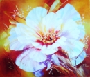 Картина «Цветок на красном», художник Мурашова Катерина, 0 грн.