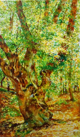 Картина Столетнее дерево
