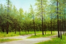 Картина «Лес. Летний день», художник Кузьменко Валерий, 0 грн.