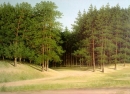 Картина «Лес», художник Кузьменко, 0 грн.