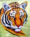 Картина «Бенгальский тигр», художник КАН, 3000 грн.