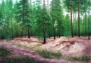 Картина «Сосновый лес», художник Кузьменко Валерий, 0 грн.