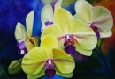 Картина «Орхидеи», художник Чудиновских Ольга, 0 грн.