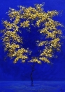 Картина «Дерево богатства», художник Жук Анна, 0 грн.