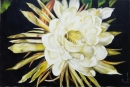 Картина «Цветок кактуса», художник Ирина Черкасова, 0 грн.
