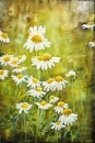 Картина «Літні мотиви», художник Олена Василєва, 4200 грн.